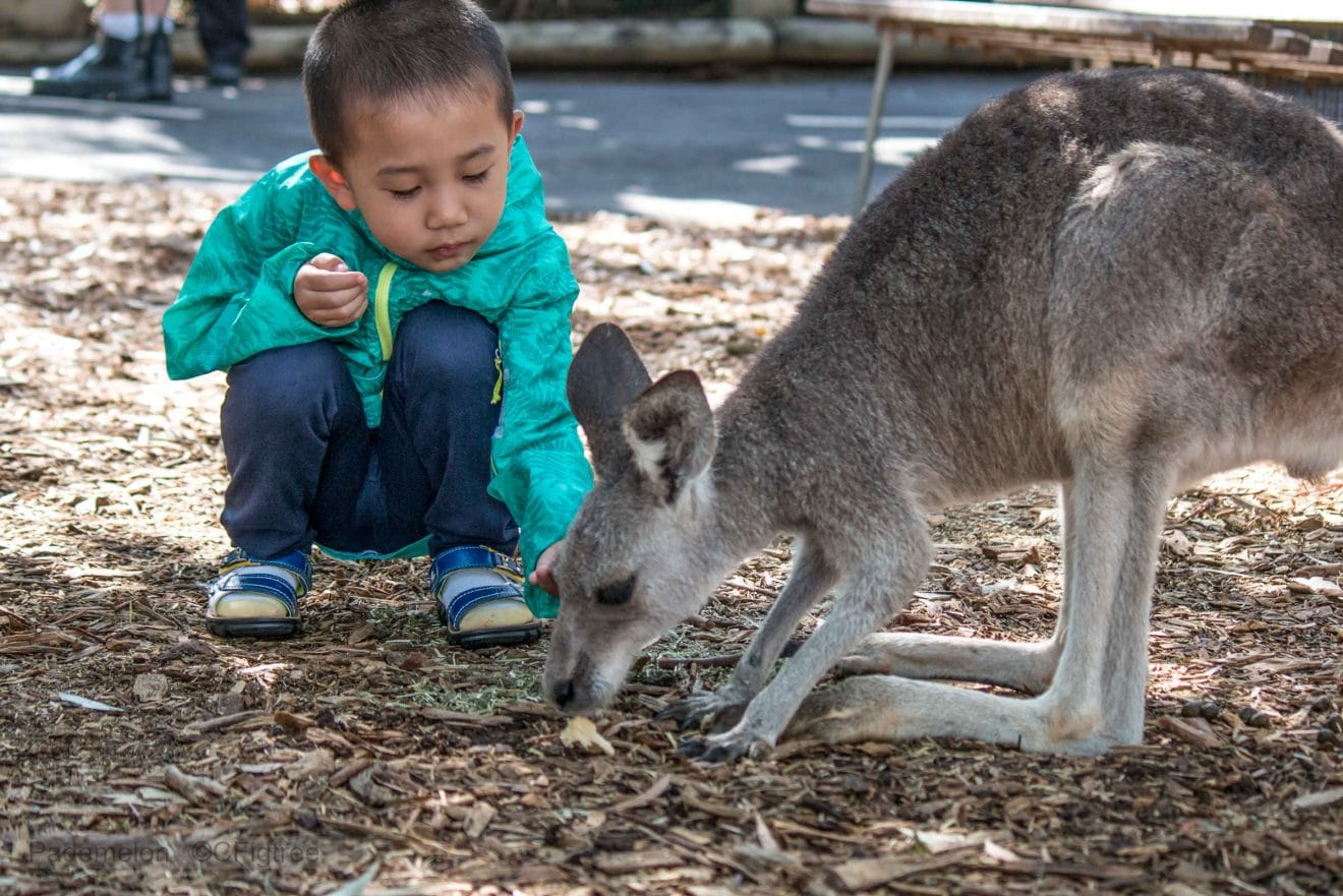 Pademelon