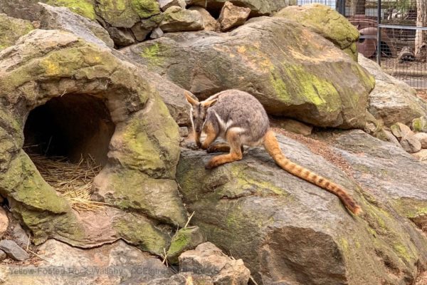 Yellow footed rock wallaby