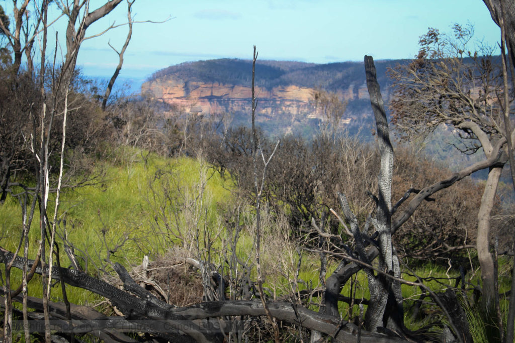 Bright green grassy sections amongst bushfire hit vegitation
