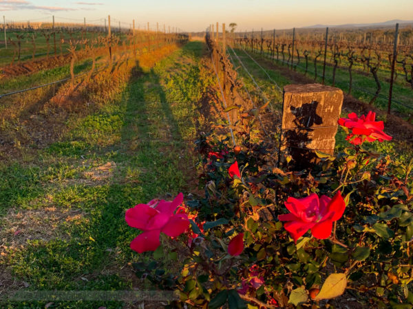 Red Roses blooming at the vineyards of the Hunter Valley